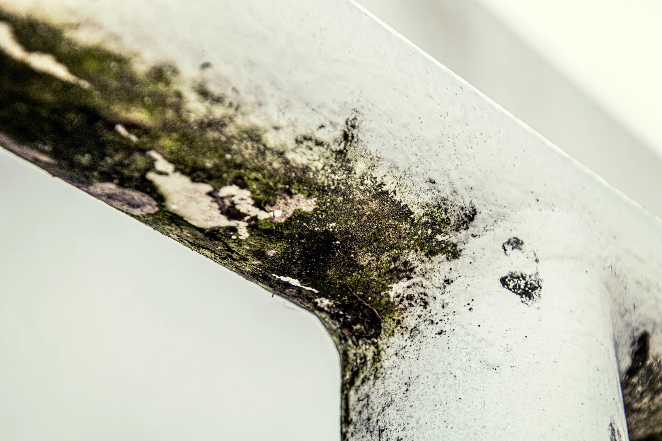 24 hour Damp and Mould Surveys - Awaab's law